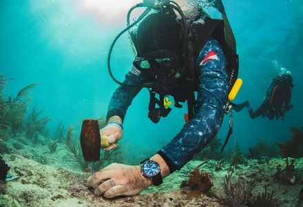 Restoring Marine Habitats and Veterans' Health with FORCE BLUE